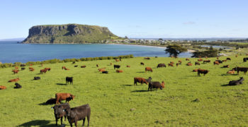 Tasmanian tourism attraction, the nut, with cows. This is located in Stanley in Tasmania, Australia.