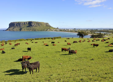Tasmanian tourism attraction, the nut, with cows. This is located in Stanley in Tasmania, Australia.