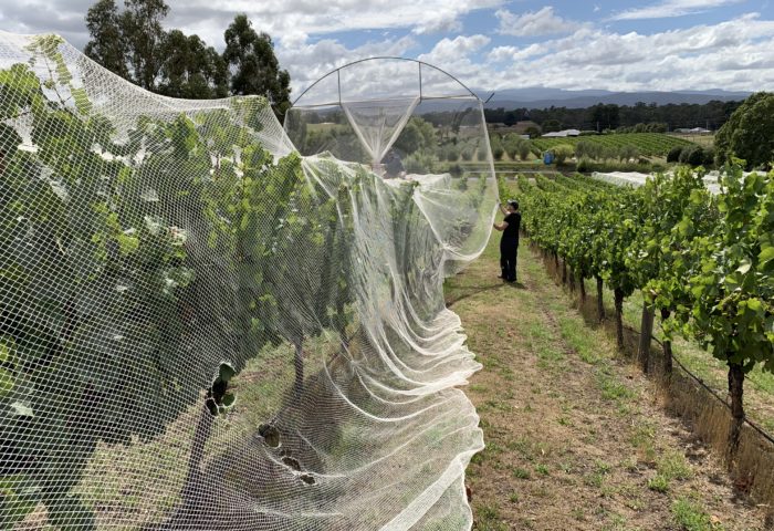 Image of nets being applied to grape vines